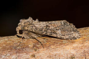 Mamestra brassicae / Kohleule / Noctuidae - Eulenfalter - Hadeninae