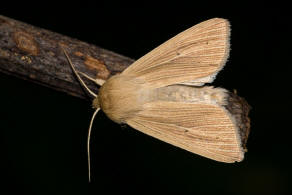 Mythimna pallens / Bleiche Graseule / Nachtfalter - Eulenfalter - Noctuidae - Hadeninae