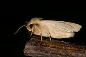 Mythimna pallens / Bleiche Graseule / Nachtfalter - Eulenfalter - Noctuidae - Hadeninae