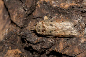 Nycteola revayana / Eichenhain-Wicklereulchen / Nachtfalter - Eulenfalter - Noctuidae - Kahneulchen - Nolinae