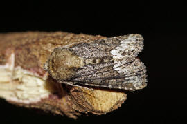Oligia strigilis / Striegel-Halmeulchen / Nachtfalter - Eulenfalter - Noctuidae - Xyleninae