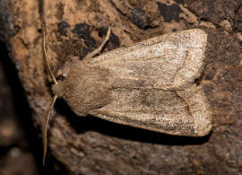Orthosia cerasi / Rundflügel-Kätzcheneule / Nachtfalter - Eulenfalter - Noctuidae - Hadeninae