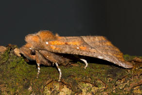 Scoliopteryx libatrix / Zackeneule / Nachtfalter - Erebidae - Eulenfalter - Scoliopteryginae