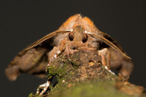 Scoliopteryx libatrix / Zackeneule / Nachtfalter - Erebidae - Eulenfalter - Scoliopteryginae