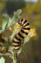 Tyria jacobaeae / Jakobskrautbär / Blutbär / Nachtfalter - Eulenfalter - Erebidae - Bärenspinner - Arctiinae