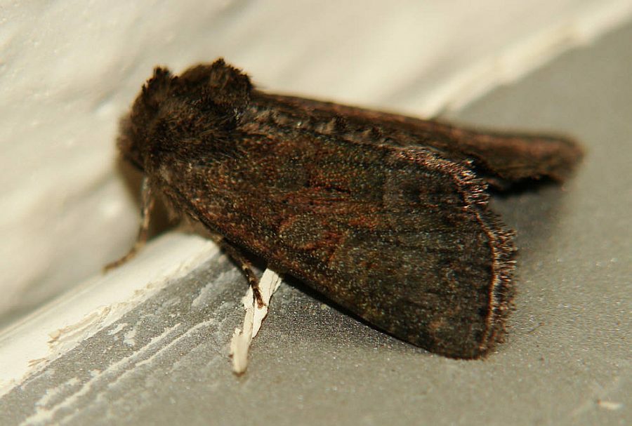 Oligia latruncula / Dunkles Halmeulchen / Nachtfalter - Eulenfalter - Noctuidae - Xyleninae