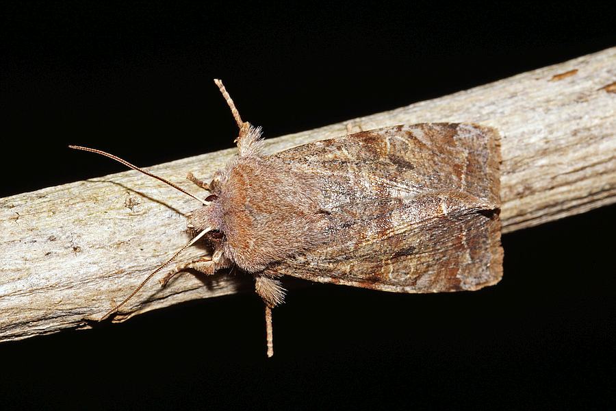 Orthosia incerta / Variable Kätzcheneule / Nachtfalter - Eulenfalter - Noctuidae - Hadeninae