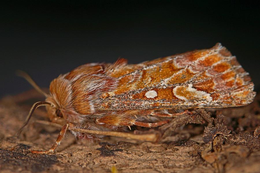 Panolis flammea / Kieferneule / Forleule / Nachtfalter - Eulenfalter - Noctuidae - Hadeninae