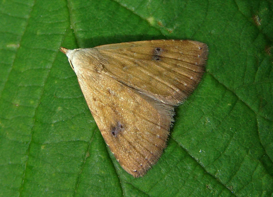 Rivula sericealis / Seideneulchen / Nachtfalter - Eulenfalter - Noctuidae - Rivulinae 