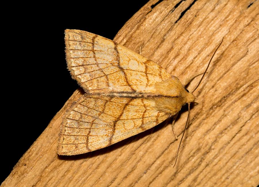 Tiliacea citrago / Linden-Gelbeule / Nachtfalter - Eulenfalter - Noctuidae - Xyleninae