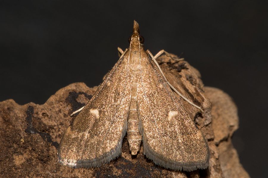 Dolicharthria punctalis (Denis & Schiffermüller, 1775) / Long-legged China-Mark / Nachtfalter - Zünsler - Crambidae - Spilomelinae