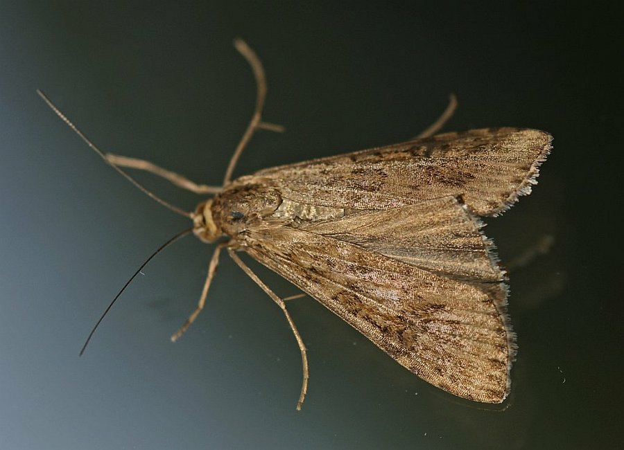 Nomophila noctuella / Wanderzünsler / Zünsler - Pyralidae - Pyraustinae