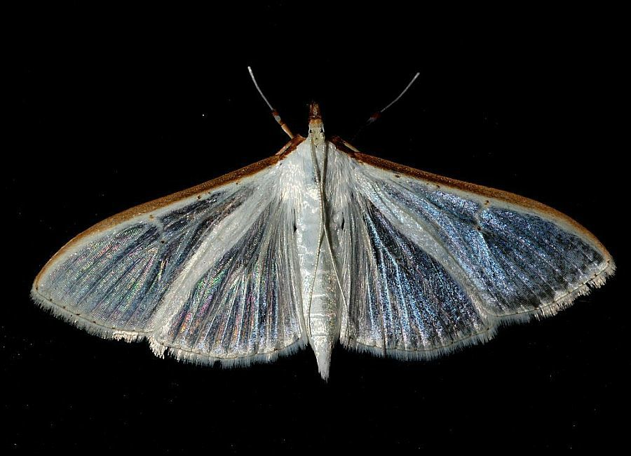 Palpita vitrealis  / Olivenbaum-Zünsler / Nachtfalter - Zünsler - Crambidae - Spilomelinae