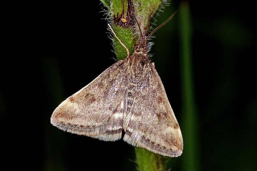 Pyrausta despicata / Olivbrauner Zünsler / Nachtfalter - Zünsler - Pyralidae - Pyraustinae