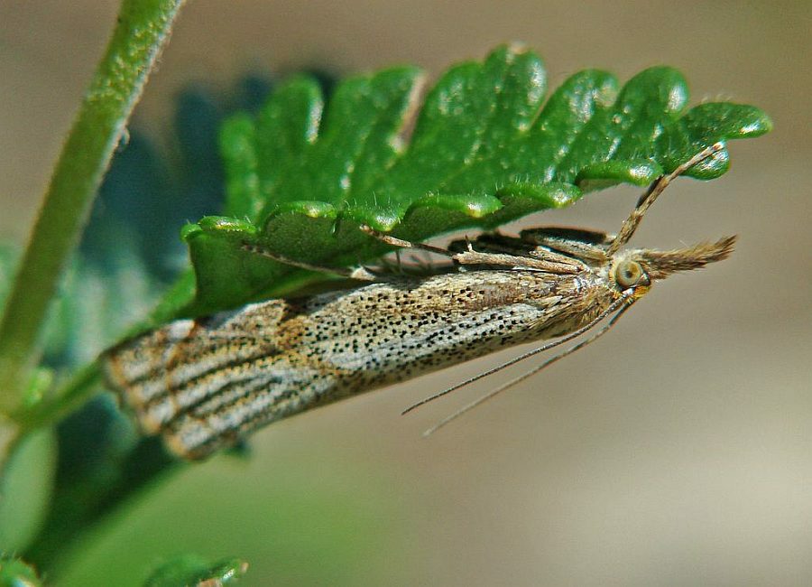 Thisanotia chrysonuchella / Ohne deutschen Namen / Nachtfalter - Zünsler - Pyralidae - Crambinae