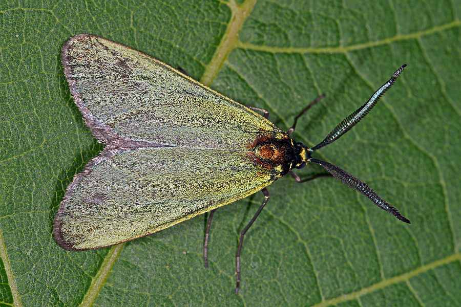 Jordanita globulariae / Flockenblumen-Grünwidderchen / Nachtfalter - Widderchen - Zygaenidae - Procridinae