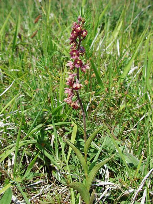 Epipactis atrorubens / Braunrote Stendelwurz / Orchidaceae / Orchideengewächse