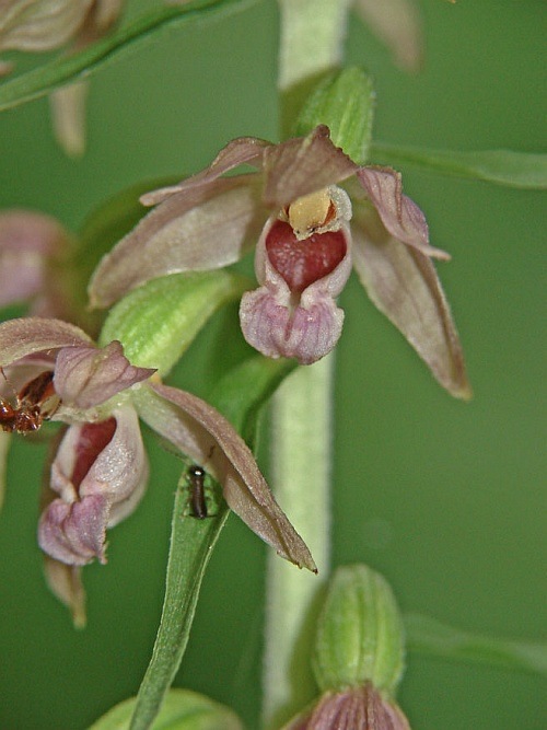 Epipactis helleborine / Breitblättrge Stendelwurz / Orchidaceae / Orchideengewächse / Orchidee des Jahres 2008