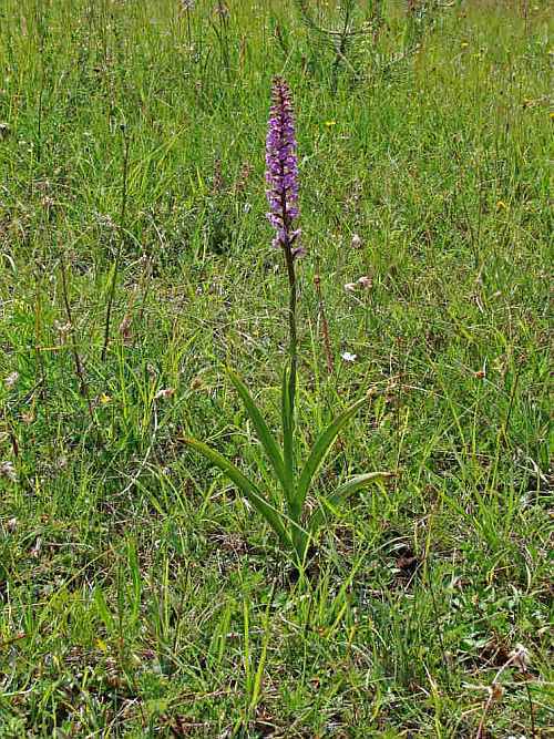 Gymnadenia conopsea ssp. conopsea / Gewöhnliche Mücken-Händelwurz / Orchidaceae / Orchideengewächse