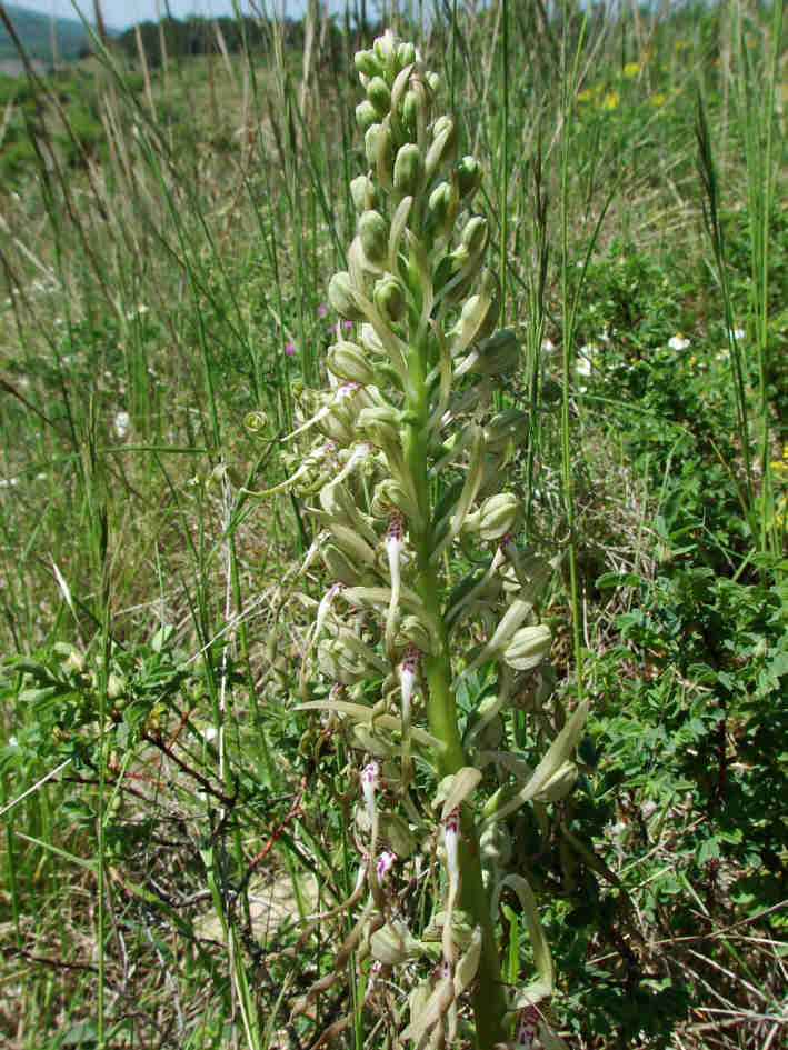 Himantoglossum hircinum / Bocks-Riemenzunge / Orchidaceae / Orchideengewächse