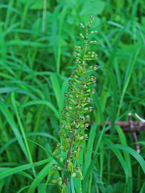 Listera ovata (= Neottia ovata) / Großes Zweiblatt / Orchidaceae / Orchideengewächse §
