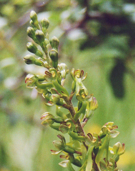 Listera ovata (= Neottia ovata) / Großes Zweiblatt / Orchidaceae / Orchideengewächse § / das ist noch ein altes, analoges und im nachhinein digitaliisiertes Foto vom Juni 2006