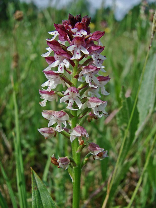 Neotinea ustulata / Brand-Knabenkraut / Orchidaceae / Orchideengewächse / Rote Liste 2 