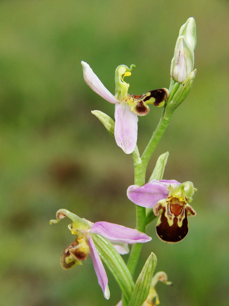 Ophrys apifera / Bienen-Ragwurz / Orchidaceae / Orchideengewächse