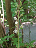 Cephalanthera damasonium / Weißes Waldvögelein / Orchidaceae / Orchideengewächse 
