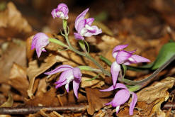 Cephalanthera rubra / Rotes Waldvögelein / Orchidaceae / Orchideengewächse