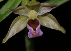 Epipactis helleborine / Breitblättrge Stendelwurz / Orchidaceae / Orchideengewächse / Orchidee des Jahres 2008