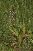 Himantoglossum hircinum / Bocks-Riemenzunge / Orchidaceae / Orchideengewächse