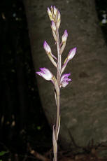 Limodorum abortivum / Violetter Dingel / Orchidaceae / Orchideengewächse