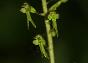 Listera ovata (= Neottia ovata) / Großes Zweiblatt / Orchidaceae / Orchideengewächse §