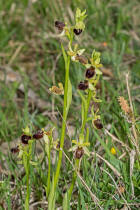 Ophrys sphegodes ssp. araneola / Kleine Spinnen-Ragwurz /  Orchidaceae / Orchideengewächse