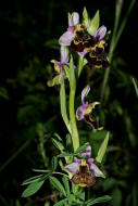 Ophrys holoserica / Hummel-Ragwurz / Orchidaceae / Orchideengewächse