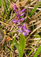 Orchis mascula / Stattliches Knabenkraut / Manns-Knabenkraut / Orchidaceae / Orchideengewächse