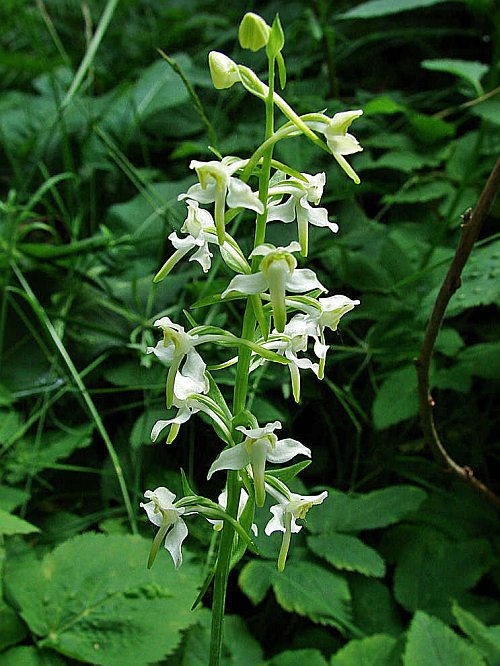Platanthera chlorantha / Grünliche Waldhyazinthe / Orchidaceae / Orchideengewächse
