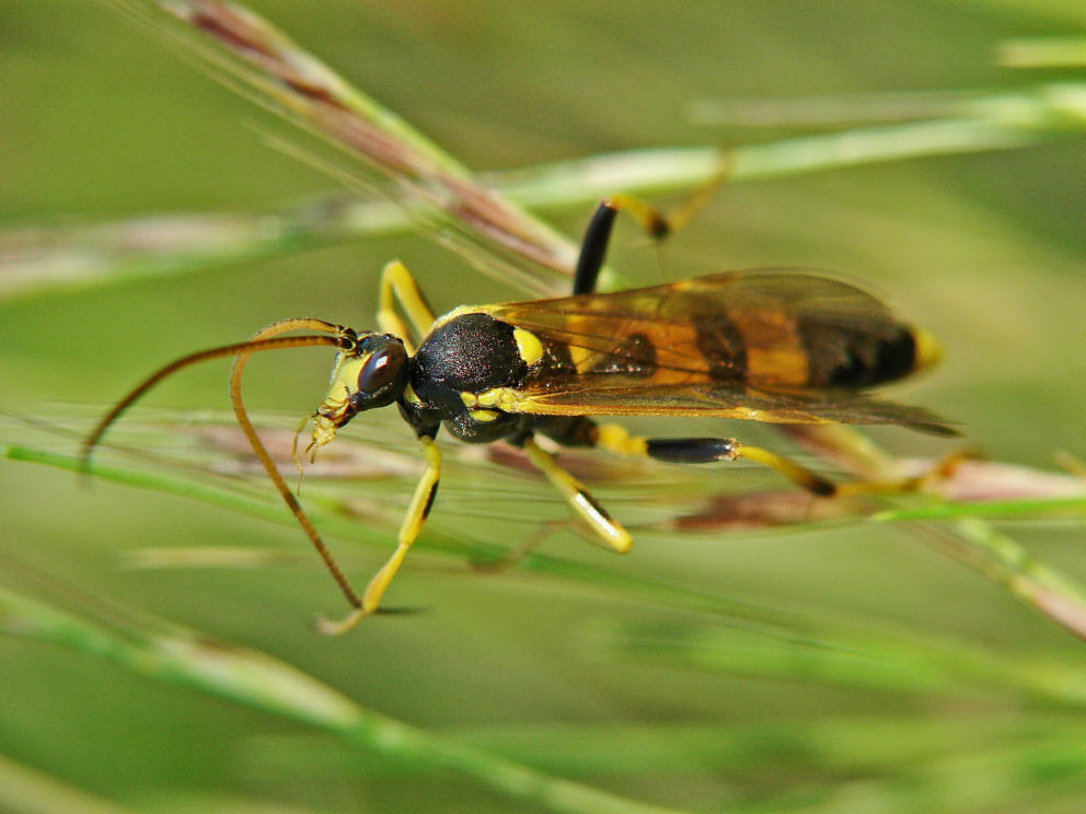 Amblyteles armatorius / "Gelbe Schlupfwespe" / Schlupfwespen - Ichneumonidae / Ordnung: Hautflügler - Hymenoptera