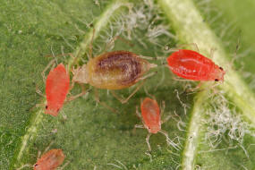 Aphidius spec. (parasitierte Blattlauslaus) / Aphidiinae / Blattlauswespen / Brackwespen - Braconidae
