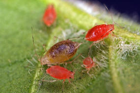 Aphidius spec. (parasitierte Blattlauslaus) / Aphidiinae / Blattlauswespen / Brackwespen - Braconidae