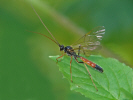 Zu den Schlupfwespen / Ichneumonidae; Brackwespen / Braconidae; Erzwespen / Chalcidoidae; Gallwespen / Cynipidae