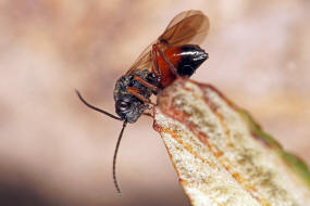Diplolepis rosae / Rosengallwespe / Gallwespen - Cynipidae / Ordnung: Hautflügler - Hymenoptera
