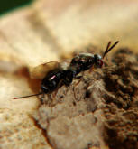 Monodontomerus obsoletus / Erzwespe / Erzwespen (Zehrwespen) - Chalcidoidae / Ordnung: Hautflgler - Hymenoptera
