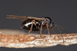 Neuroterus quercusbaccarum / Eichenlinsengallwespe / Gallwespen - Cynipidae / Ordnung: Hautflgler - Hymenoptera