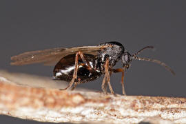Neuroterus quercusbaccarum / Eichenlinsengallwespe / Gallwespen - Cynipidae / Ordnung: Hautflgler - Hymenoptera