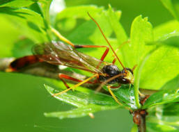 Therion circumflexum / Sichelwespe / Schlupfwespen - Ichneumonidae / Ordnung: Hautflgler - Hymenoptera