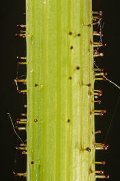 Sonchus asper / Raue Gänsedistel / Asteraceae / Korbblütengewächse