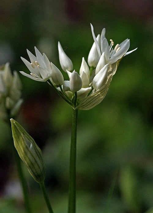 Allium ursinum / Bär-Lauch / Bären-Lauch / Alliaceae / Lauchgewächse