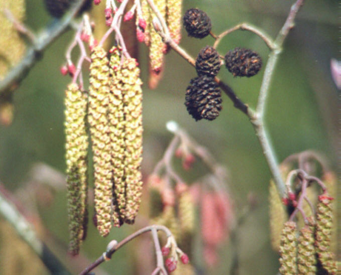 Alnus incana / Grauerle / Betulaceae / Birkengewächse